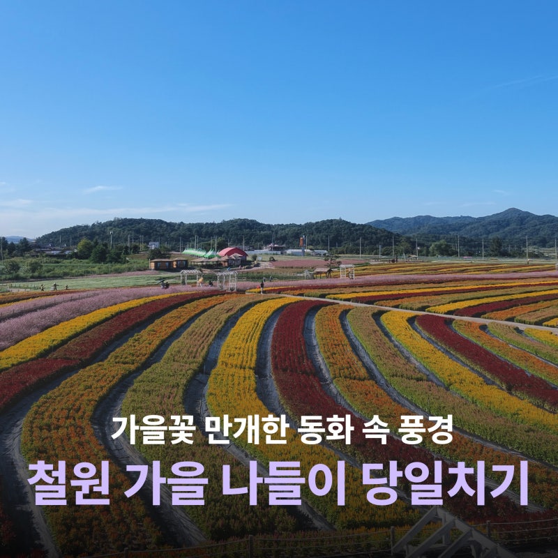 [철원 여행] 가을 감성 듬뿍! 9월에 꼭 가야 할 철원 당일치기 힐링 여행 코스 (고석정꽃축제 -....