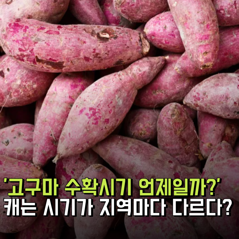 고구마 수확시기 언제일까? 캐는 시기가 지역마다 다르다?