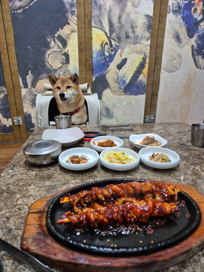 목포 여행 먹거리 낙지호롱 연포탕 독천골 애견동반 식당 맛집