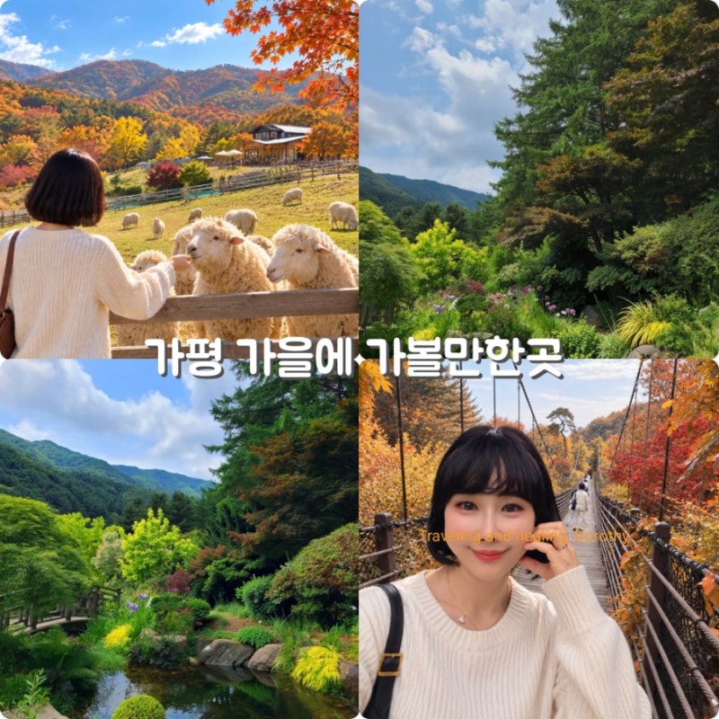 경기도 꽃 구경 가볼만한곳 가평 가을여행 아침고요수목원, 양떼목장