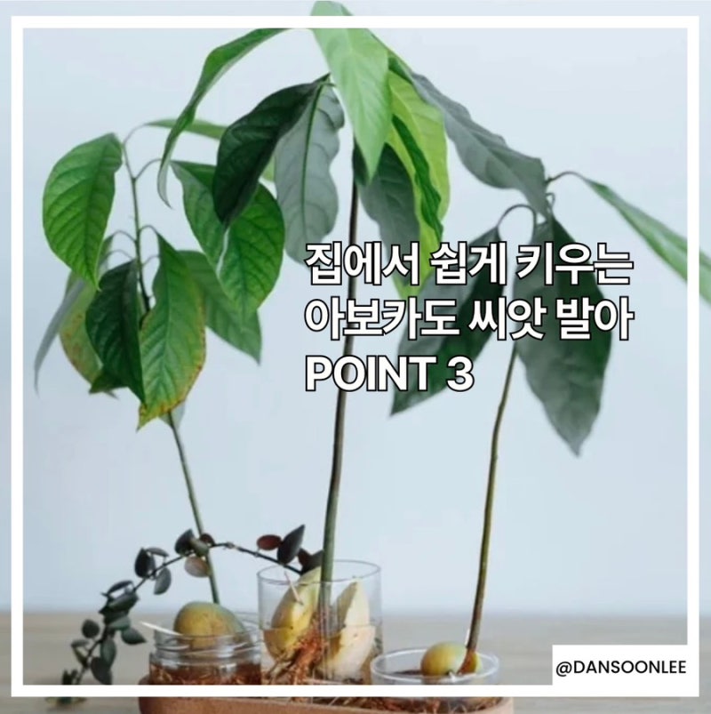실내인테리어에 좋은 아보카도 집에서 키우기 총정리