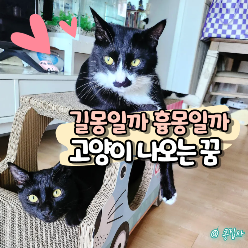 고양이 나오는 꿈, 무조건 좋은 꿈일까? 상황별 꿈해몽 총정리