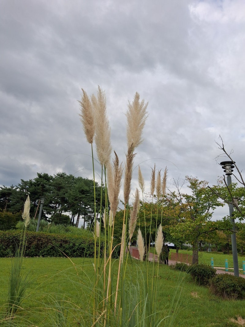 팜파스그라스(Cortaderia)(2)