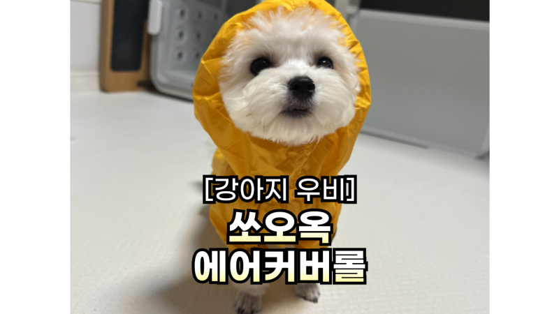 강아지 우비 쏘오옥 에어커버롤, 2kg 설이 M사이즈 입혀본 후기