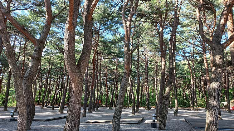 양양 솔바다 캠핑장 소나무 숲과 바다 산책을 즐긴 직접 다녀온 후기