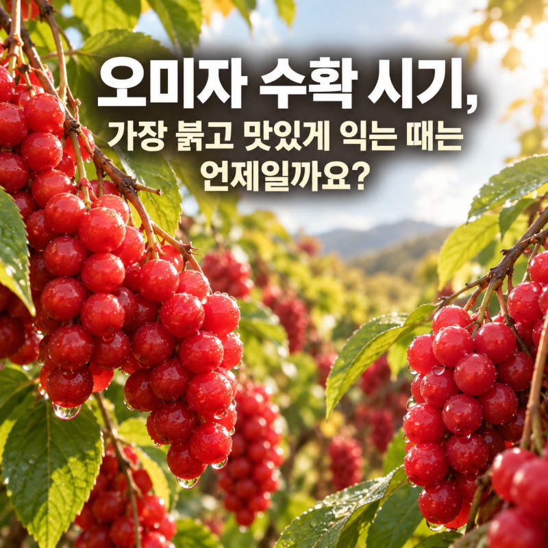 오미자 수확 시기, 가장 붉고 맛있게 익는 때는 언제일까요?