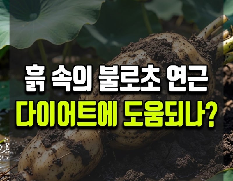 연근 효능과 부작용, 영양성분·칼로리와 건강하게 먹는 방법