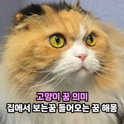 고양이 꿈 의미 집에서 고양이를 보는꿈, 집에 들어오는 꿈 해몽