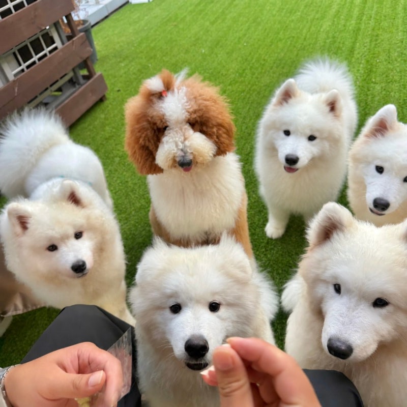 仁川松島玩樂：特色約會！中央公園附近大型犬寵物咖啡廳「娃娃之國」（停車場/兒童...）