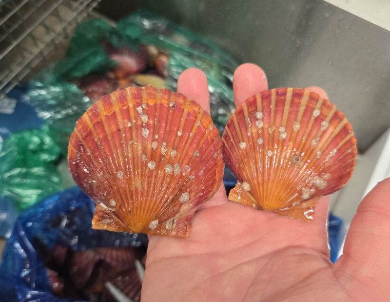 홍가리비 찌는법, 해감하고 왕칫솔로 손질해서 5kg 찜해봤어요