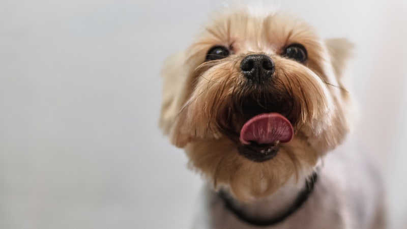 부산 반려동물보험 가입 전 꼭 체크! 강아지·고양이 장례비용까지 한번에 정리 (2026)