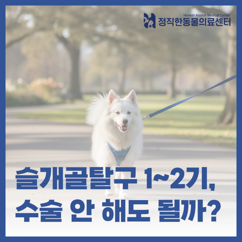강아지 슬개골탈구 1~2기, 수술 없이 관리해도 될까? 슬개골탈구 비수술 관리 기준 - 수원 동....