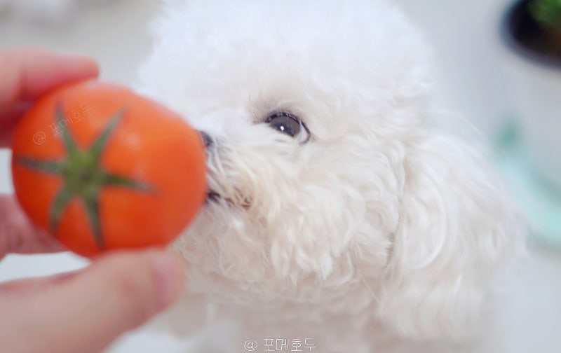 강아지 토마토 방울토마토 먹어도 될까? 초록색은 절대 금지