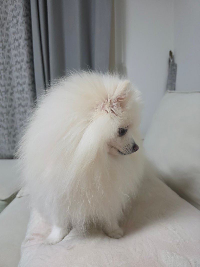 강아지 기침 종류 헛기침 마른기침 알아야 하는 이유