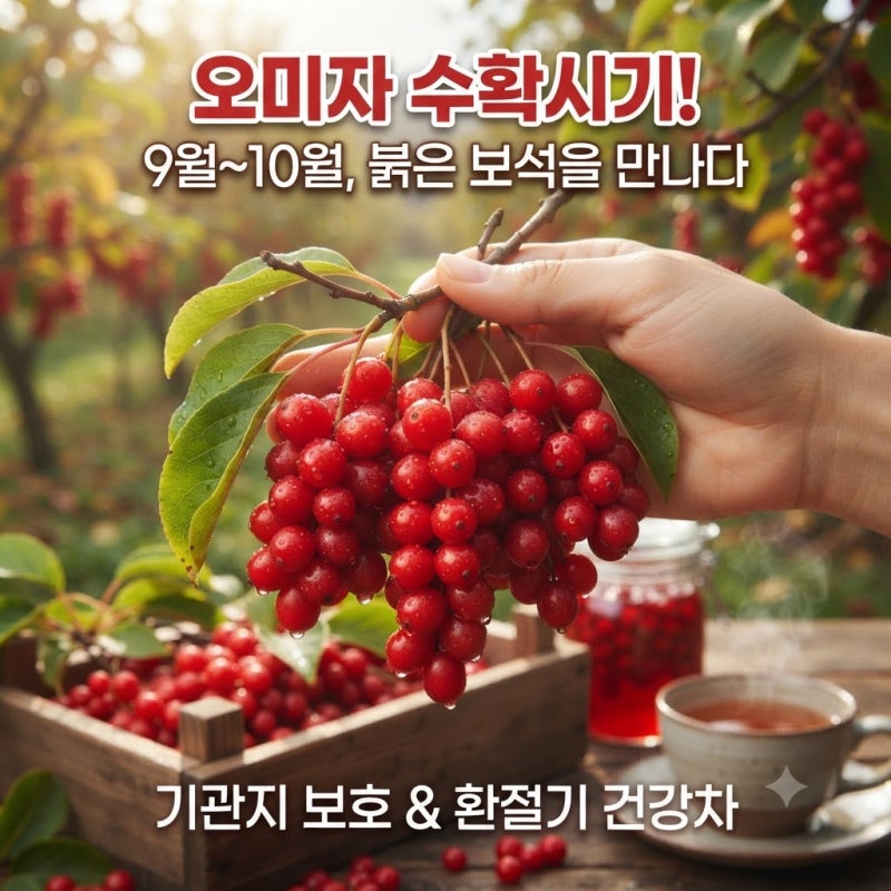 오미자 수확시기 수확할 때 주의사항, 대표 효능 4가지 보관법 오미자청 먹는법