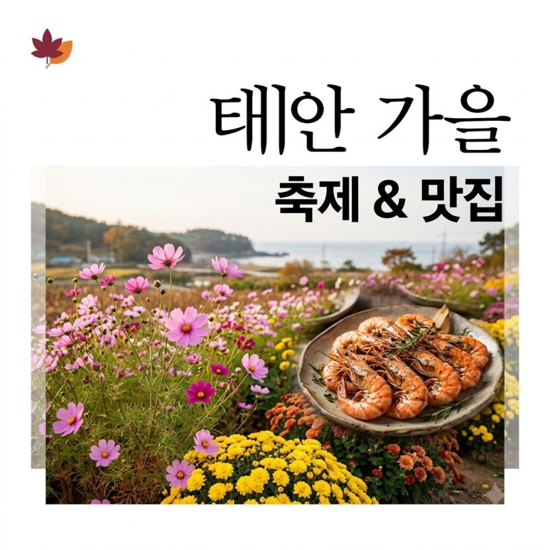 태안 가을 여행 2026: 놓칠 수 없는 꽃축제와 대하축제 총정리!