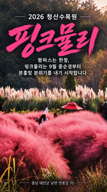 태안 여행 코스 추천안면도 대하축제 청산수목원 핑크뮬리 완벽정리