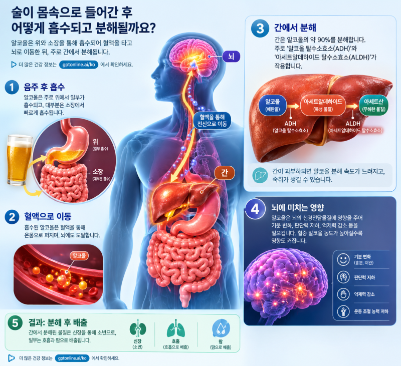 [건강꿀팁] 잦은 술자리 숙취 탈출법! 신체 반응부터 술 안 취하는 법, 약사 추천 약, 해장 음....