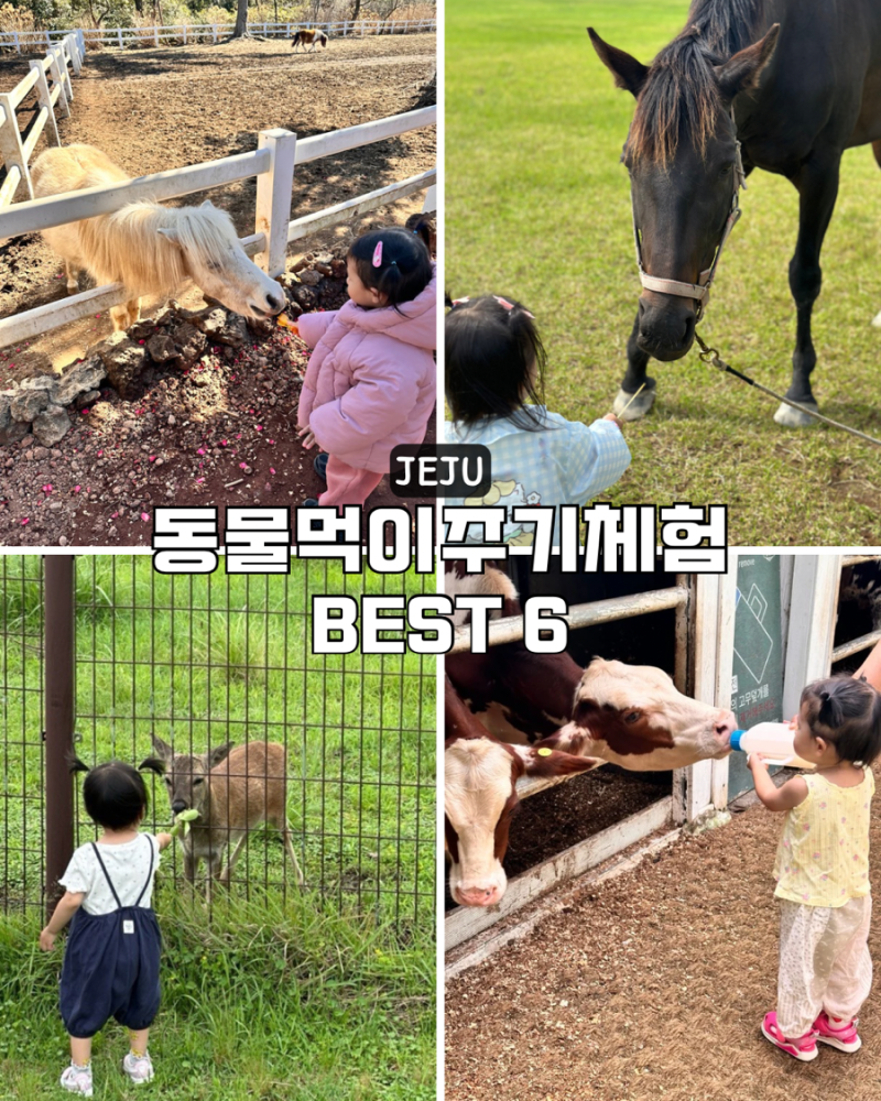 제주 아이와 가볼만한곳 동물 먹이주기 체험 BEST 6