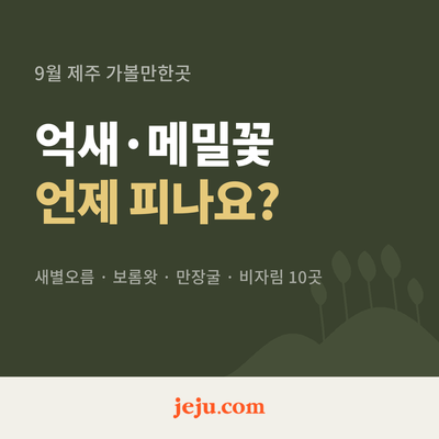 9월 제주 가볼만한곳 10곳｜억새·메밀꽃·실내명소까지