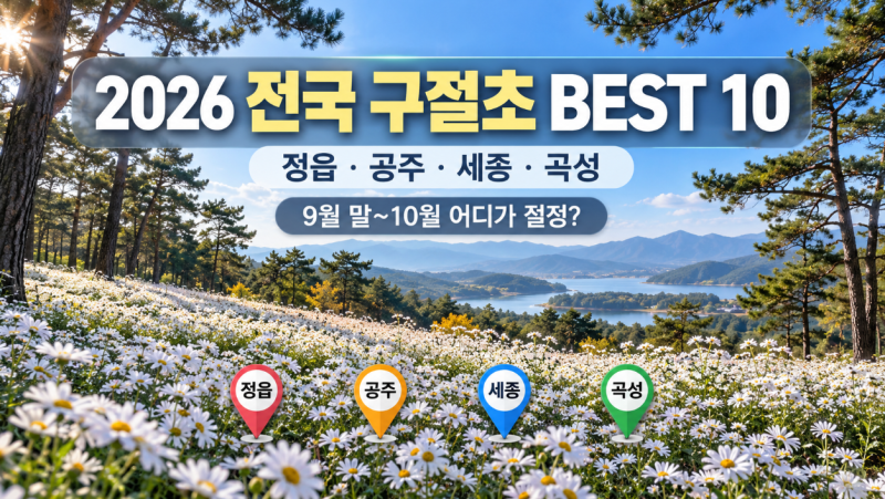 2026 전국 구절초 명소·축제 BEST 10｜정읍·공주·세종 등 개화시기