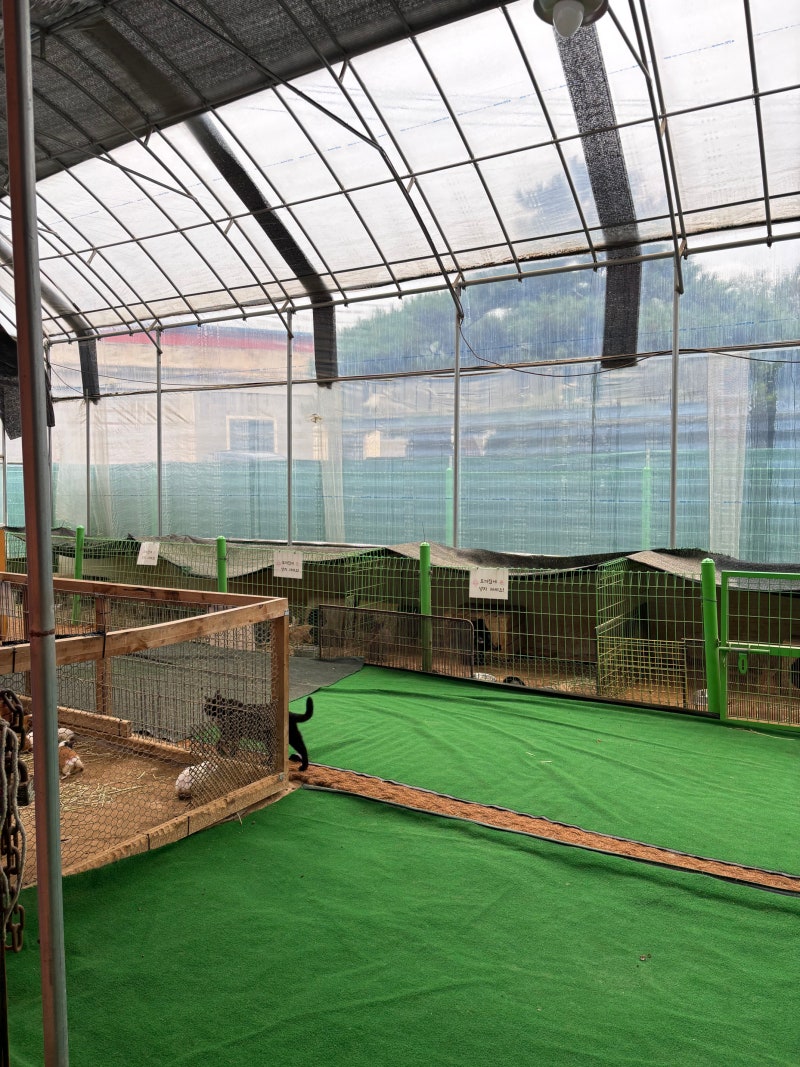 일산 아이와 가볼만한곳 꼬꼬체험관｜동물 먹이주기와 알줍기 체험