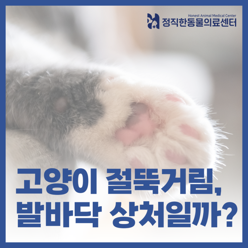 고양이 절뚝거림, 앞발 절뚝인다면? 고양이 발바닥 상처·이물 확인법 - 수원 동물병원 정직....