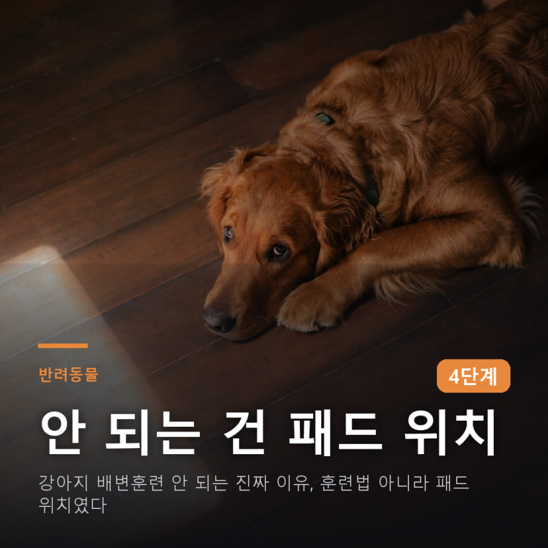 강아지 배변 안 되는 진짜 이유, 훈련법 아니라 패드 위치였다