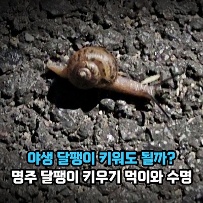 야생 달팽이 키워도 될까? 명주 달팽이 키우기 먹이와 수명, 달팽이껍질 특징과 달팽이집 꾸....