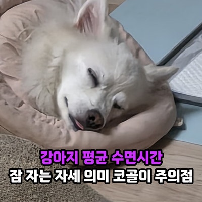 강아지 평균 수면시간과 잠 자는 자세 의미 정리, 코골이는 질병일까?