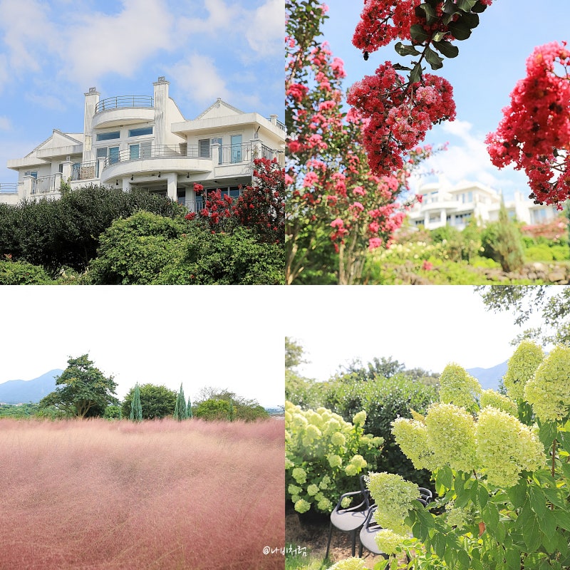 9月濟州島之旅：Manor Blanc濟州粉黛亂子草名所開花時期