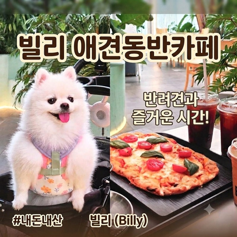 인천대공원 근처 실내 애견동반 대형카페 '빌리' 브런치 피자 세트, 식물원 키즈 모래놀이, ....