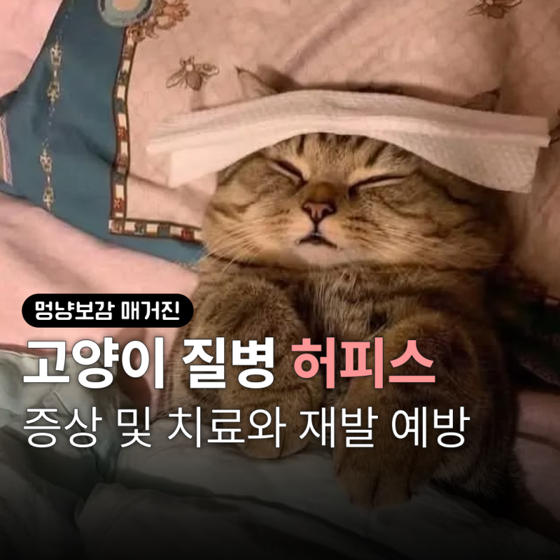 고양이 허피스 증상과 재발, 평생 관리해야 할까요?