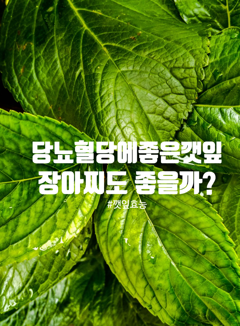 깻잎효능 당뇨와 혈당에 좋다는데 장아찌도 괜찮을까?