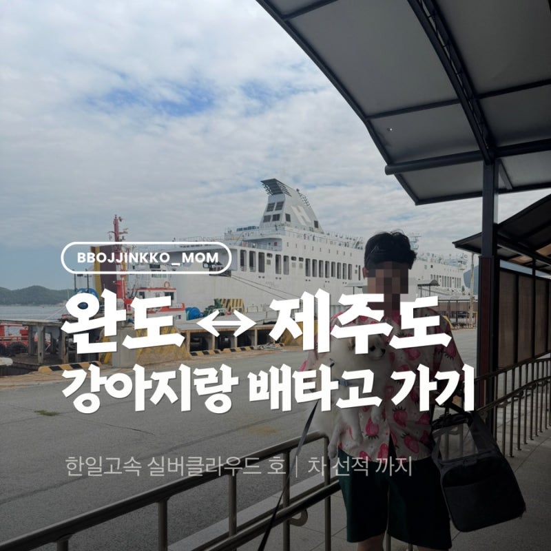 완도에서 제주도 강아지랑 배타고 가기｜한일고속 실버클라우드 애견 동반 후기