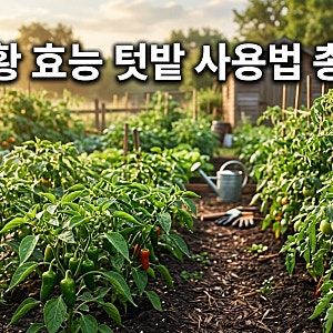 규산황 효능 및 텃밭 작물 사용법 부작용 배추 무우 키우기