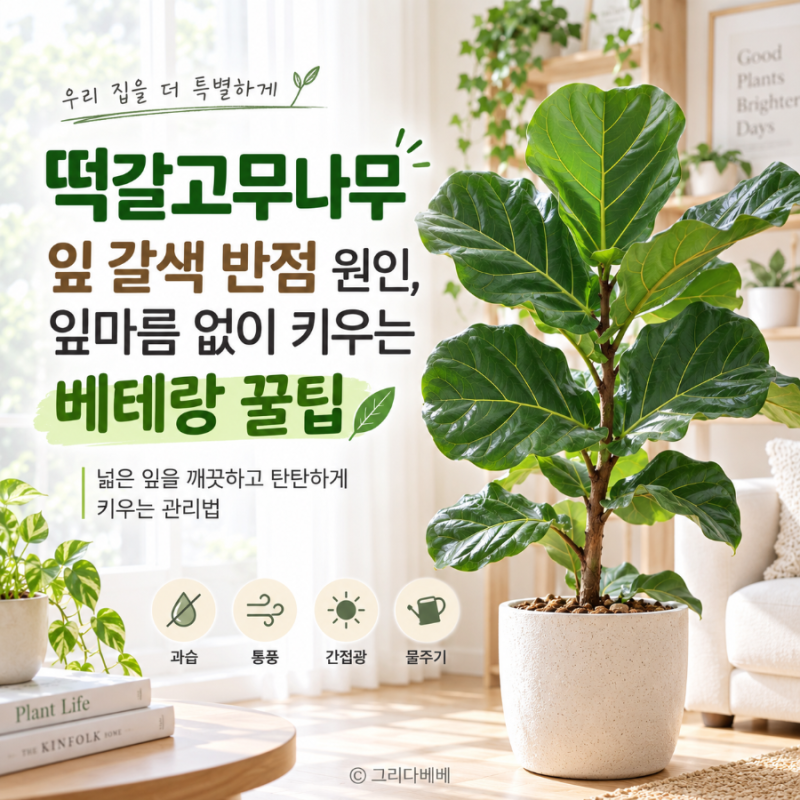 떡갈고무나무 잎 갈색 반점 원인, 잎마름 없이 키우는 베테랑 꿀팁
