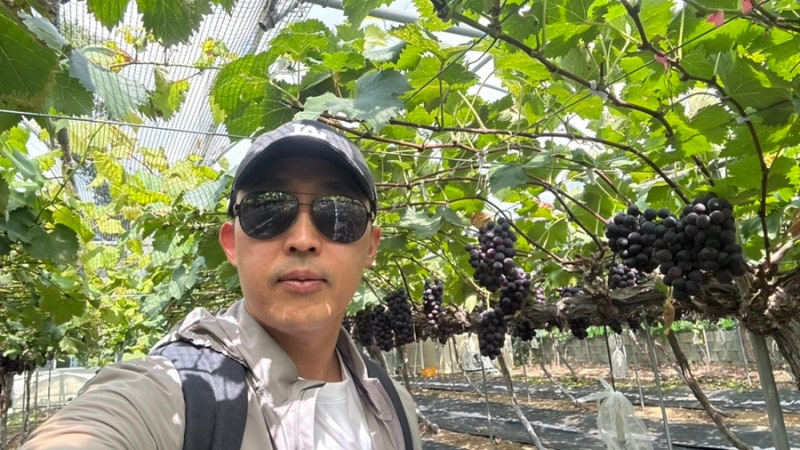 안성 인처골마을 포도농장체험 다녀오다~!!