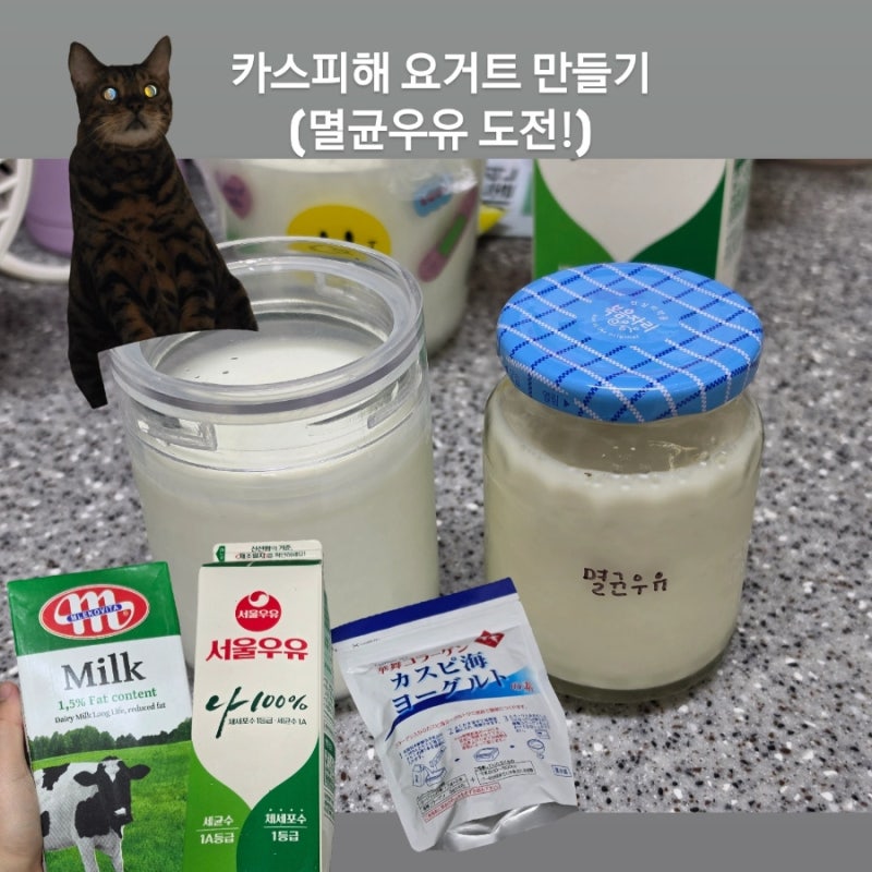 카스피해 요거트 만들기, 우유만 넣으면 무한 증식 (멸균우유 후기)