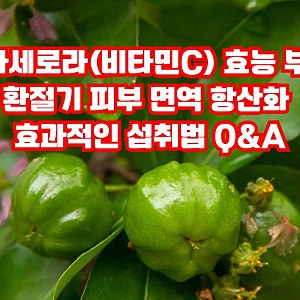 그린아세로라(비타민C) 효능 5가지, 환절기 피부 면역 항산화 효과적인 섭취법 주의사항 Q&A