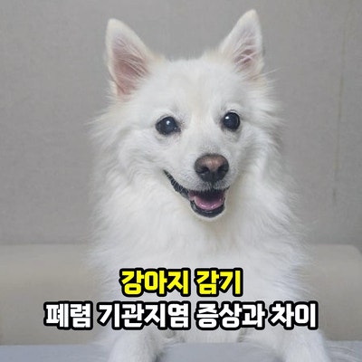 강아지 감기 폐렴 기관지염 증상과 차이, 예방과 관리는 어떻게 할까?