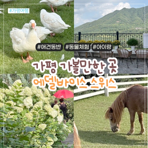 가평 가볼만한곳 에델바이스 스위스 안부러운 사진스팟