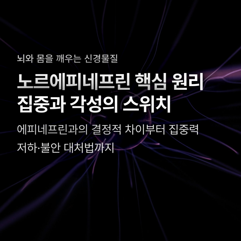 노르에피네프린과 아드레날린 차이? 멍하고 불안한 뇌를 깨우는 비밀