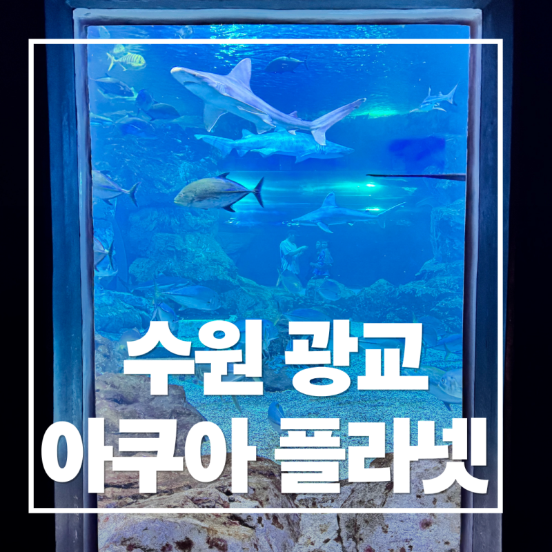 광교 아쿠아플라넷 아기랑 가볼만한 곳ㅣ 14개월 아기 첫 아쿠아리움 반응은?