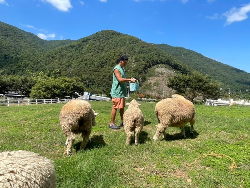 NAMHAEmood 南海羊牧場ヤンマルットゥ丘で良心告白