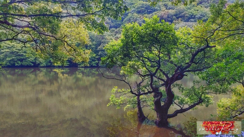 국내 여행지 추천, 주왕산 가기전 가볼만한곳 경북 청송 주산지 트레킹