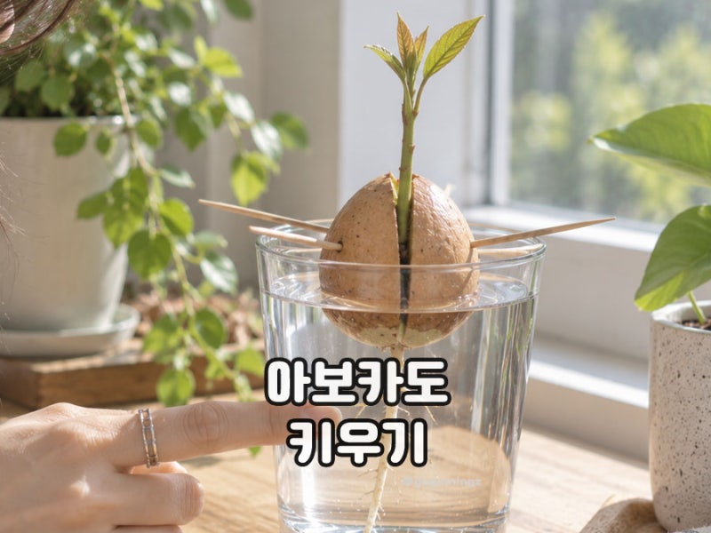 아보카도 씨앗 키우기 물 발아 방법과 기간 새싹 관리