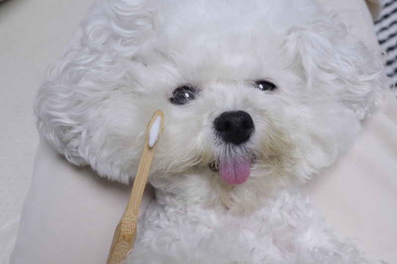 강아지 칫솔 입냄새 제거 이빨 치석제거엔 칫솔이 중요!