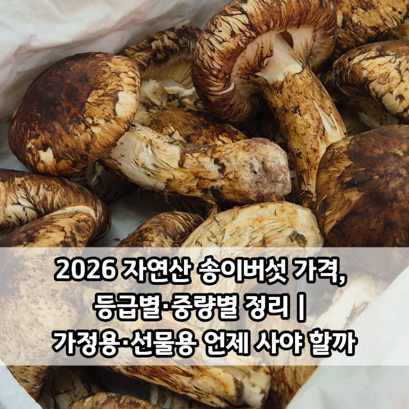 2026 자연산 송이버섯 가격, 등급별·중량별 정리 | 가정용·선물용 언제 사야 할까
