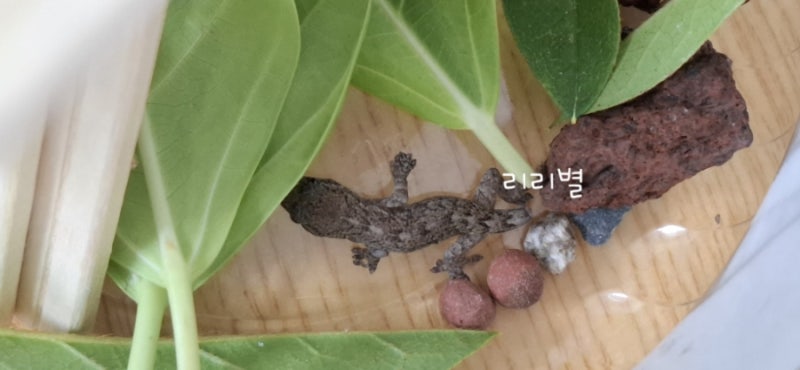 도마뱀을 키우자고??